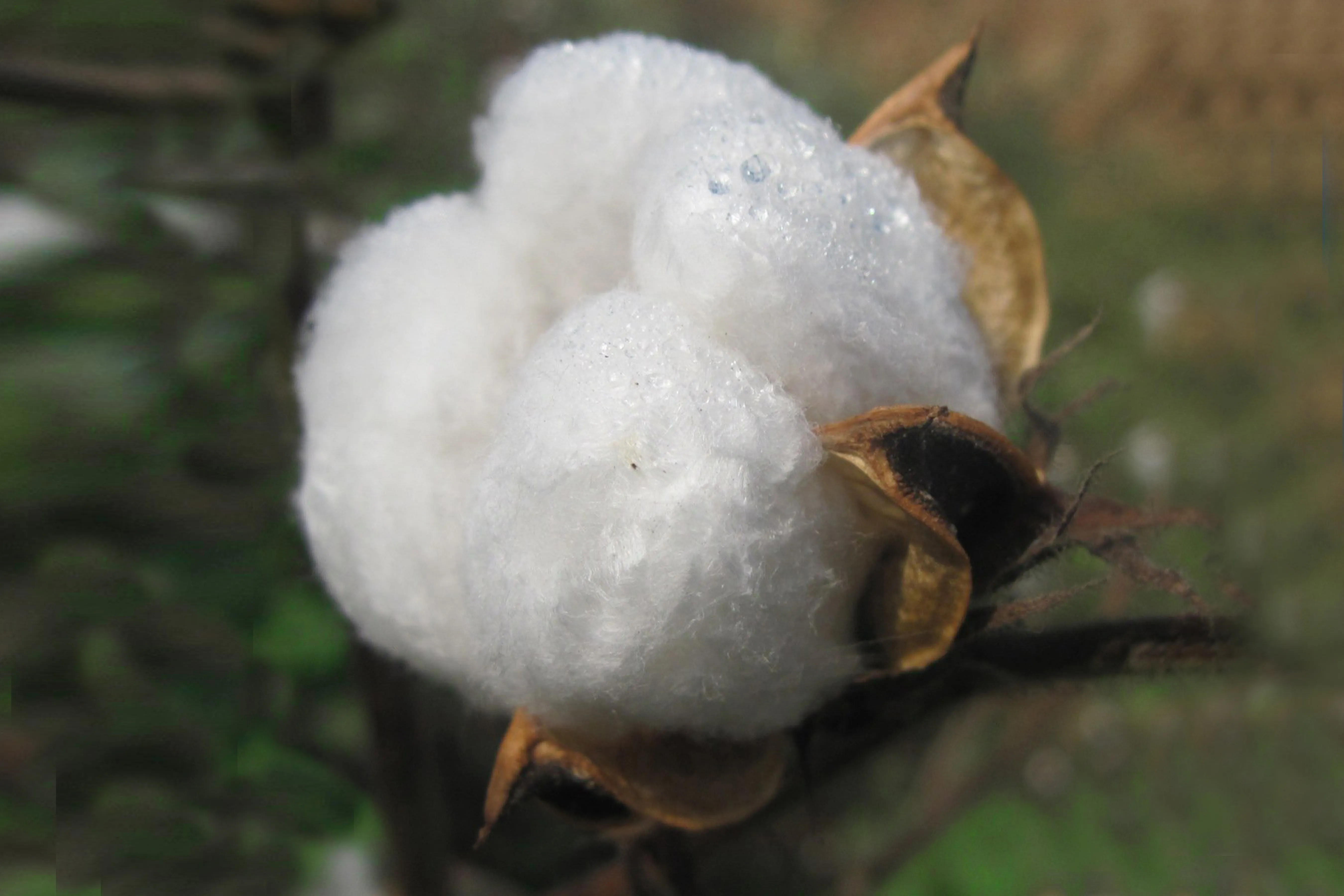 BALLS_OF_COTTON_ANDHRA_-SOUTH_INDIA_READY_FOR_HARVEST.jpg