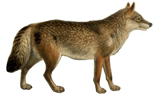 Dogs_jackals_wolves_and_foxes_Plate_I.jpg