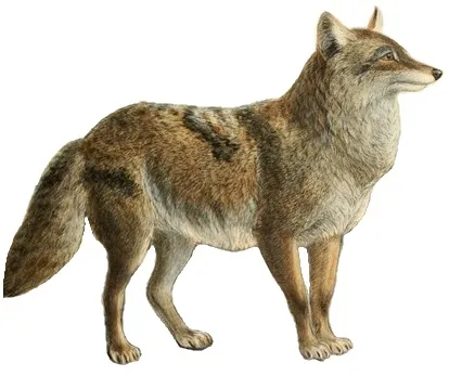 Dogs_jackals_wolves_and_foxes_Plate_IX.jpg