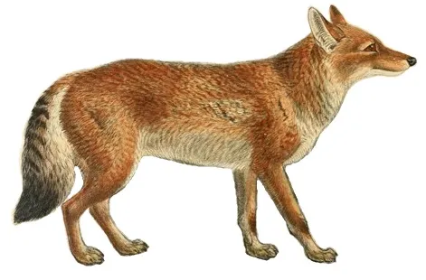 Dogs_jackals_wolves_and_foxes_Plate_VI.jpg