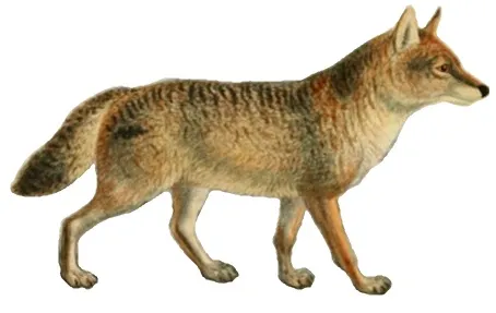 Dogs_jackals_wolves_and_foxes_Plate_X.jpg
