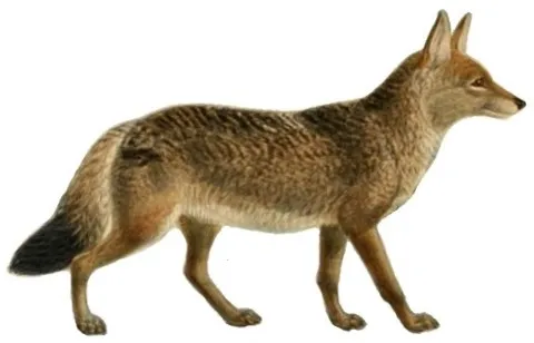 Dogs_jackals_wolves_and_foxes_Plate_XI.jpg