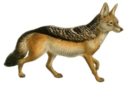 Dogs_jackals_wolves_and_foxes_Plate_XII.jpg